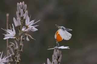 Turuncu Ssl (Anthocharis cardamines)
