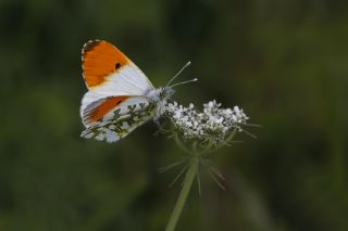 Turuncu Ssl (Anthocharis cardamines)