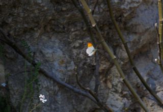 Turuncu Ssl (Anthocharis cardamines)
