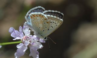 okgzl Anadolu illi Mavisi (Polyommatus ossmar)