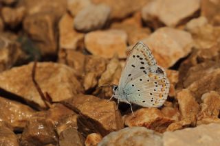 okgzl Anadolu illi Mavisi (Polyommatus ossmar)