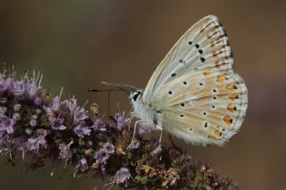 okgzl Anadolu illi Mavisi (Polyommatus ossmar)