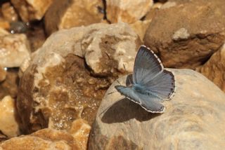 okgzl Anadolu illi Mavisi (Polyommatus ossmar)