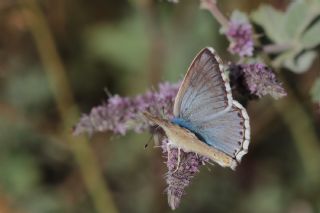 okgzl Anadolu illi Mavisi (Polyommatus ossmar)