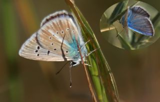 okgzl Hayal Mavisi (Polyommatus pierceae)