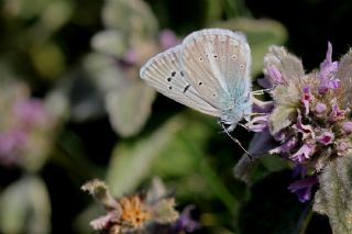 okgzl Poseydon Mavisi (Polyommatus poseidon)