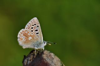Pirene okgzls (Polyommatus pyrenaicus)