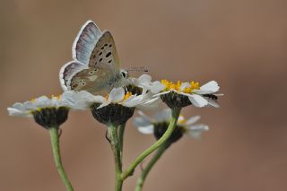 Pirene okgzls (Polyommatus pyrenaicus)