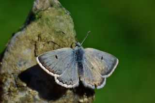 Pirene okgzls (Polyommatus pyrenaicus)