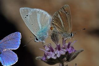 Sertavul okgzls (Polyommatus sertavulensis)