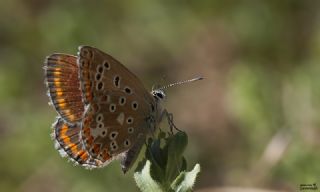 okgzl Levantin illi Mavisi (Polyommatus syriaca)