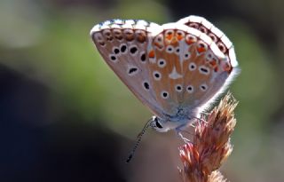 okgzl Levantin illi Mavisi (Polyommatus syriaca)