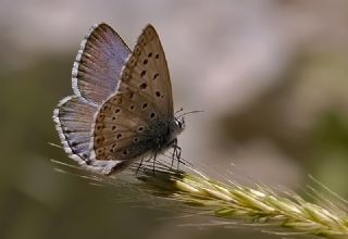 okgzl Anadolu illi Mavisi (Polyommatus ossmar)