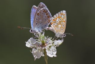 �okg�zl� Levantin �illi Mavisi&nbsp;(Polyommatus&nbsp;syriaca)