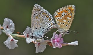 �okg�zl� Levantin �illi Mavisi&nbsp;(Polyommatus&nbsp;syriaca)