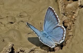 okgzl Levantin illi Mavisi (Polyommatus syriaca)