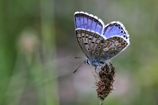 okgzl Levantin illi Mavisi (Polyommatus syriaca)