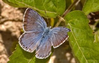 okgzl Anadolu illi Mavisi (Polyommatus ossmar)