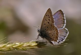 okgzl Anadolu illi Mavisi (Polyommatus ossmar)