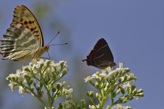 Karaaa Sevbenisi (Satyrium w-album)