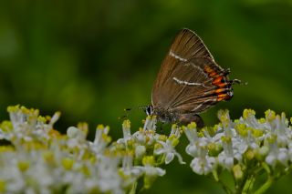 Karaaa Sevbenisi (Satyrium w-album)