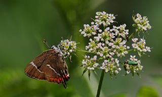 Karaaa Sevbenisi (Satyrium w-album)