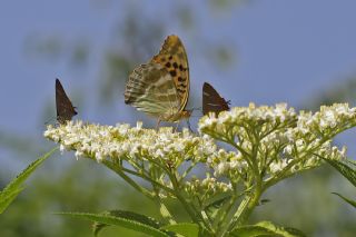 Cengaver (Argynnis paphia)