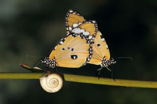 Sultan (Danaus chrysippus)