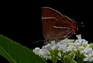 Karaaa Sevbenisi (Satyrium w-album)