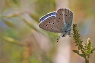 okgzl Trk Mavisi (Polyommatus turcicus)