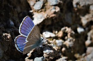 okgzl Trk Mavisi (Polyommatus turcicus)