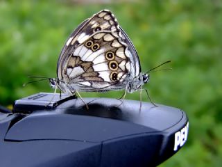 Kara Melike (Melanargia syriaca)