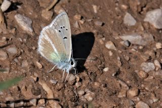 okgzl Ar Mavisi (Polyommatus vanensis)