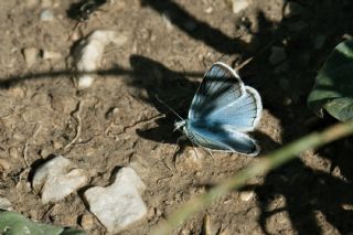 Çokgözlü Ağrı Mavisi (Polyommatus vanensis)