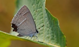 Mormee (Favonius quercus)