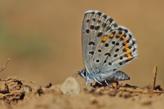 Bavius Mavisi (Pseudophilotes bavius)