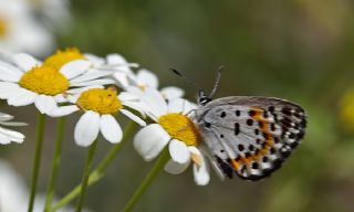 Kara Mavi (Scolitantides orion)