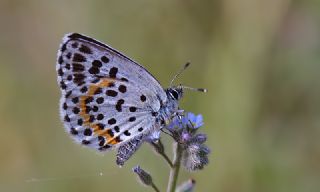 Kara Mavi (Scolitantides orion)