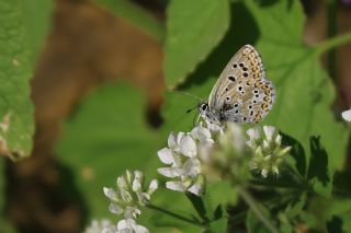 �okg�zl� L�bnan Mavisi&nbsp;(Aricia&nbsp;bassoni)