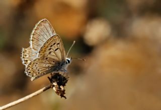 okgzl Lbnan Mavisi (Aricia bassoni)