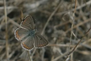 okgzl Lbnan Mavisi (Aricia bassoni)