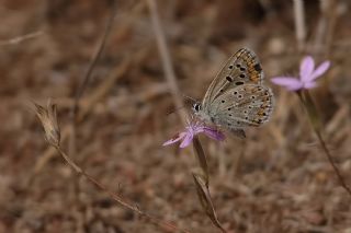okgzl Lbnan Mavisi (Aricia bassoni)