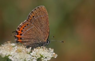 Kara Sevbeni (Satyrium pruni)