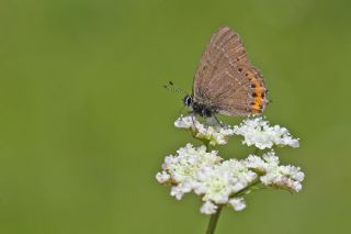 Kara Sevbeni (Satyrium pruni)