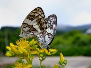 Kara Melike (Melanargia syriaca)