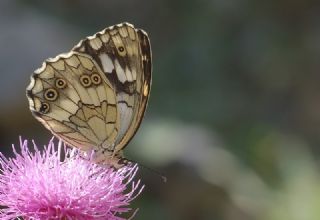 Kara Melike (Melanargia syriaca)