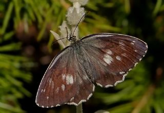 Kara Melike (Melanargia syriaca)