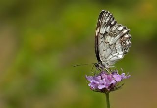 Kara Melike (Melanargia syriaca)