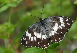 Kara Melike (Melanargia syriaca)