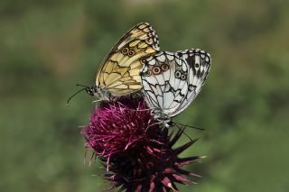 Kara Melike (Melanargia syriaca)